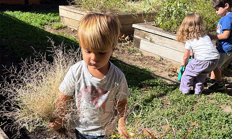 PK2-Weeds-the-Garden A student weeds the garden