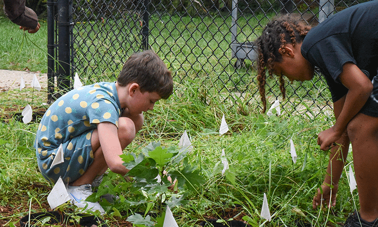 V2-Weeding Lower School students help weed the temporary nursery for the Doherty oaklings
